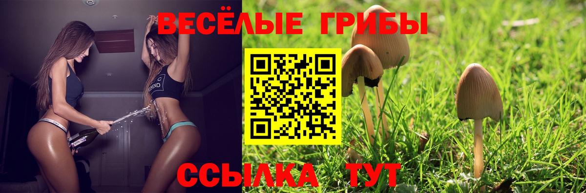 Псилоцибиновые грибы Cubensis Зима